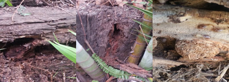 Damp conditions and direct sunlight make timber retaining walls perfect for Termites