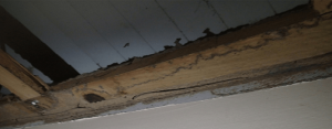 Termite-and-Pest